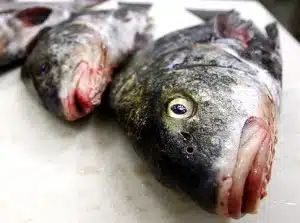 alg_drum-fish