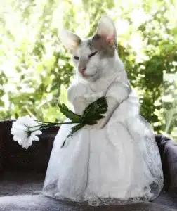 cheyswedding_weddress-733506