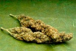 HOW LEGALISING CANNABIS WILL SAVE THE BRITISH ECONOMY The legalisation and national monopolisation of the cannabis market as a strategy to save the British economy