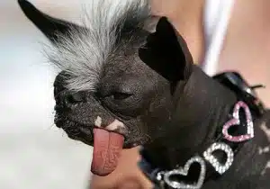 really-ugly-dog ugly dog