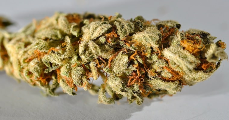 Cannabis_macro