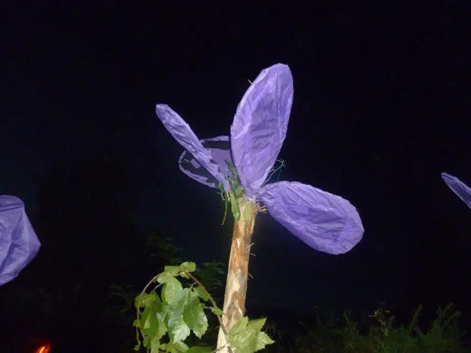 en el campo 13