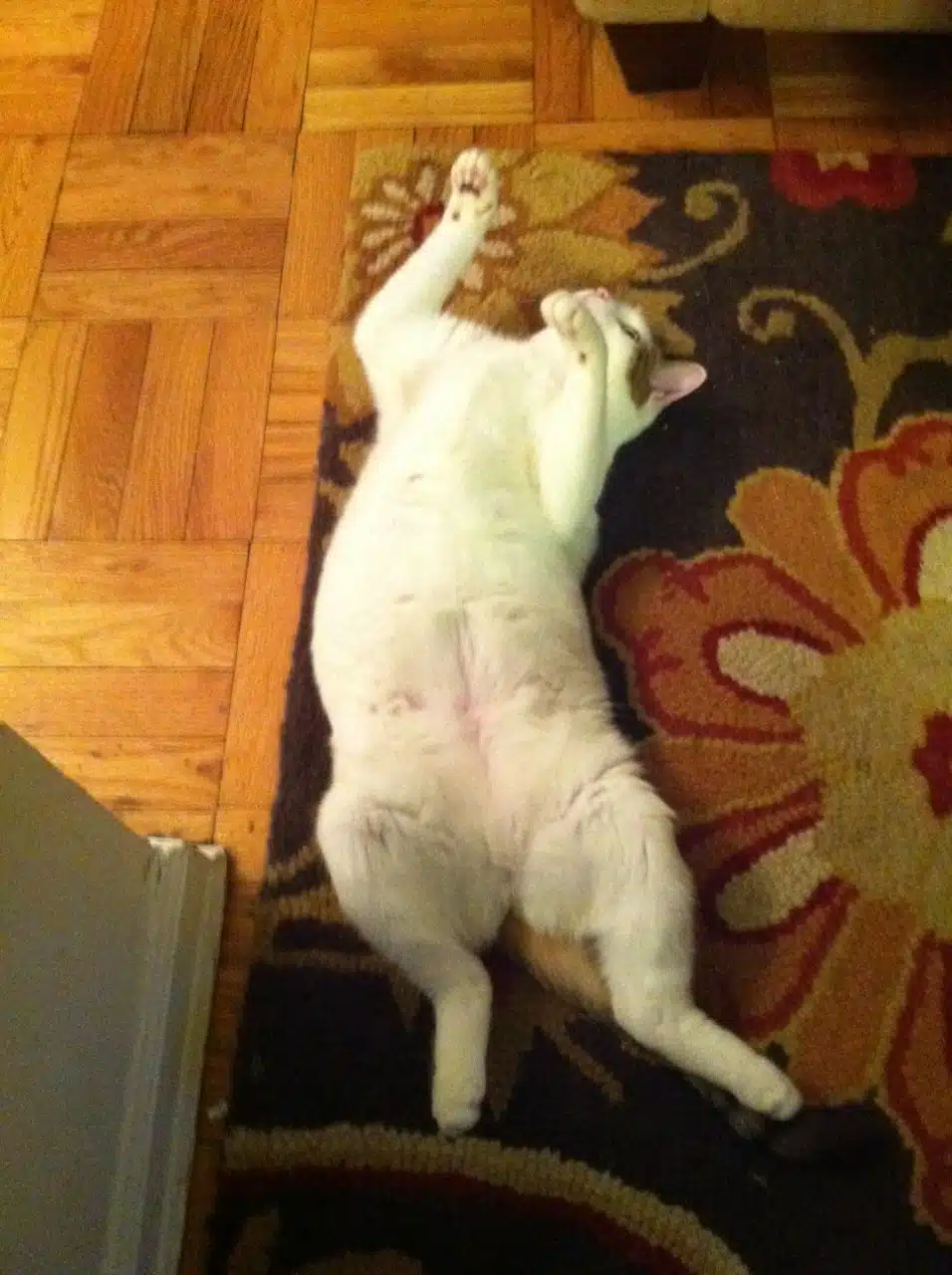 barely feral 2