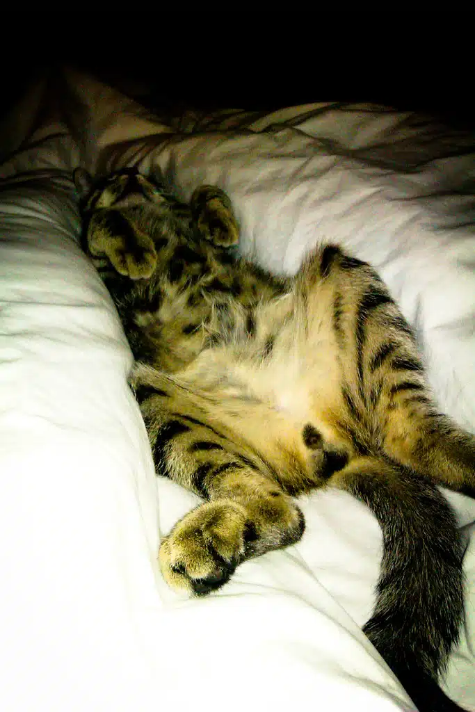 barely feral 3