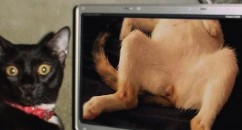BEST NEW TUMBLR FIND: BARELY FERAL Cat Porn. For Cats, By Cats.
