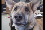 DOG TROLLING Ok so this isn't really dog trolling as it's not real, but the video's made really well, it's funny and it's had over a zillion hits on YouTube.
