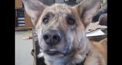 DOG TROLLING Ok so this isn't really dog trolling as it's not real, but the video's made really well, it's funny and it's had over a zillion hits on YouTube.