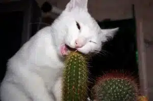 Dumb Cat
