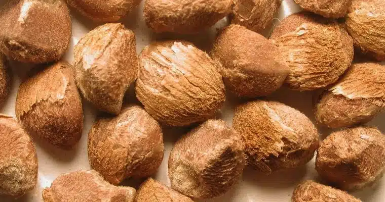 Hawaiian Baby Woodrose seeds