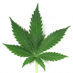 indica-leaf