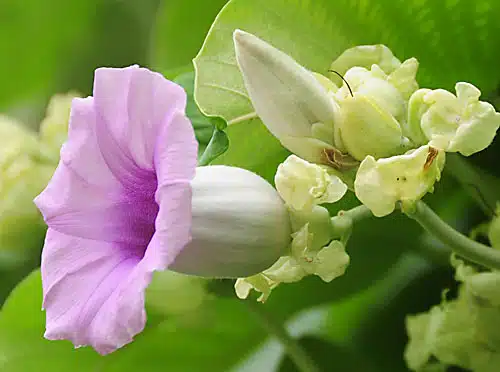 morningglory