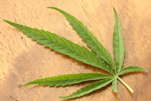 sativa-leaf