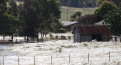 COBWEB FIELDS Recent floods in Australia meant spiders had no way to survive...or did they? They weaved their webs into intricate networks so they could avoid getting drowned.