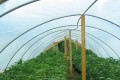 Why Cannabis Should Be Legalised and Regulated In The UK In 2012 A whole bunch of reasons about why it makes sense to legalise weed in the UK in 2012.