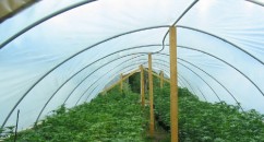 Why Cannabis Should Be Legalised and Regulated In The UK In 2012 A whole bunch of reasons about why it makes sense to legalise weed in the UK in 2012.