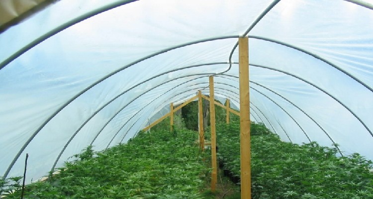 A whole bunch of reasons about why it makes sense to legalise weed in the UK in 2012.