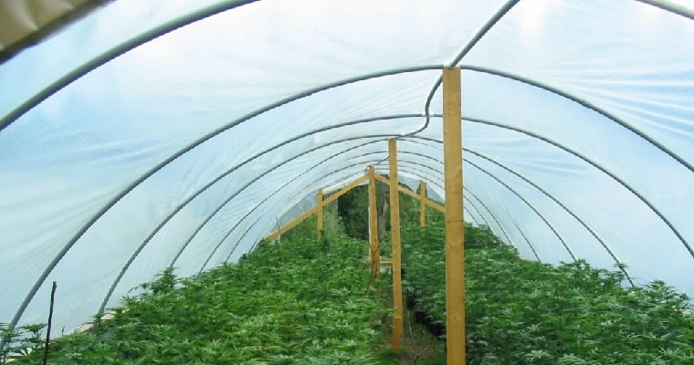 reasons why marijuana should be legalized essay