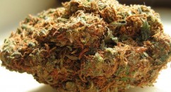 Cannabis in the UK is increasingly being contaminated with dangerous adulterants to line the pockets of organised criminals.