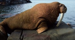 Scientists finally uncover why walruses are so happy all the time, it's because they can suck their own dick.