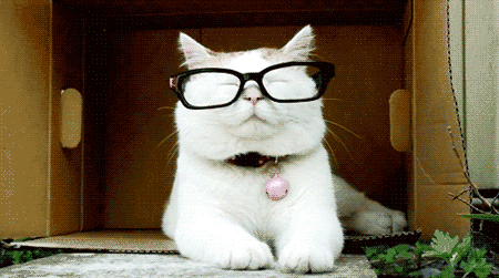 cat-glasses.gif