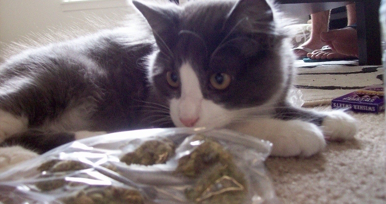 cat weed