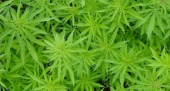 We can now rejoice! Weed vending machines may just revolutionise the world of ganja!