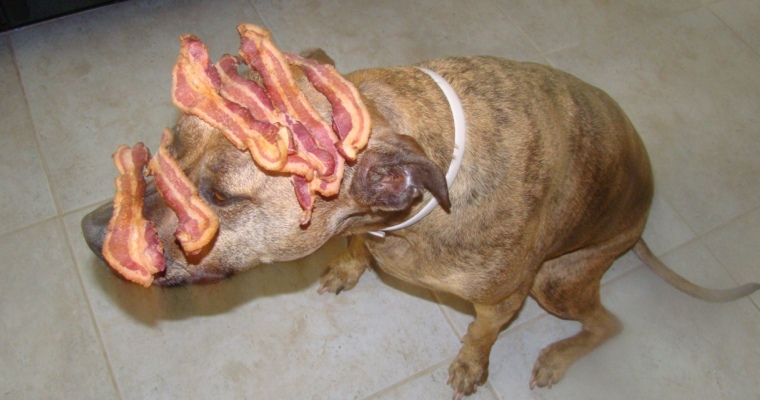 Bacon on a dog