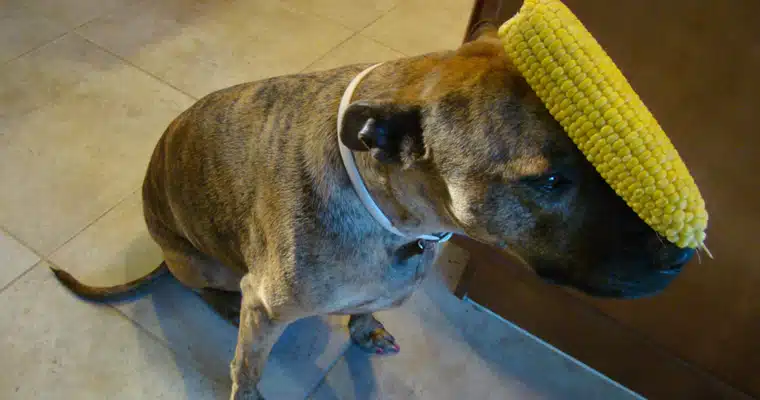 Corn on the dog Corn on the dog