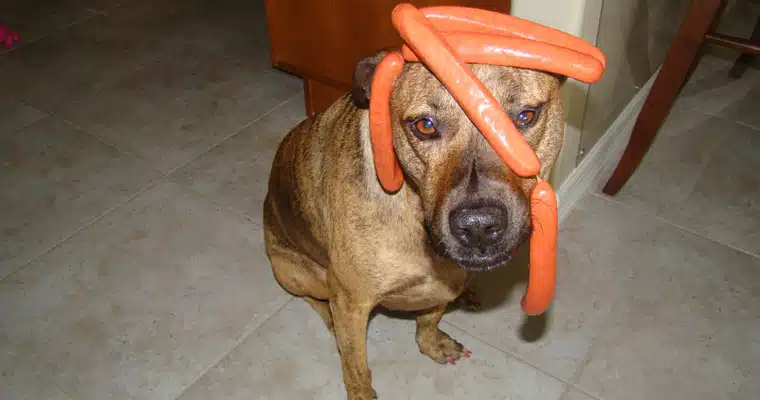 Hot dog Hot Dog