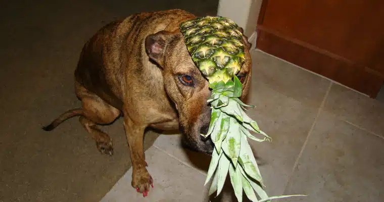 Pineapple Pineapple