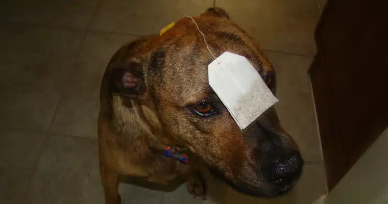 Teabag Teabag