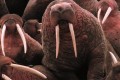 Animals Being Dicks If there was a Grammy for GIFs these friggers would win every year.