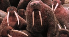 Animals Being Dicks If there was a Grammy for GIFs these friggers would win every year.