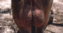 WARNING: Read This Before Removing Hair From Your Balls The dangers of combining hair removal cream with your balls...