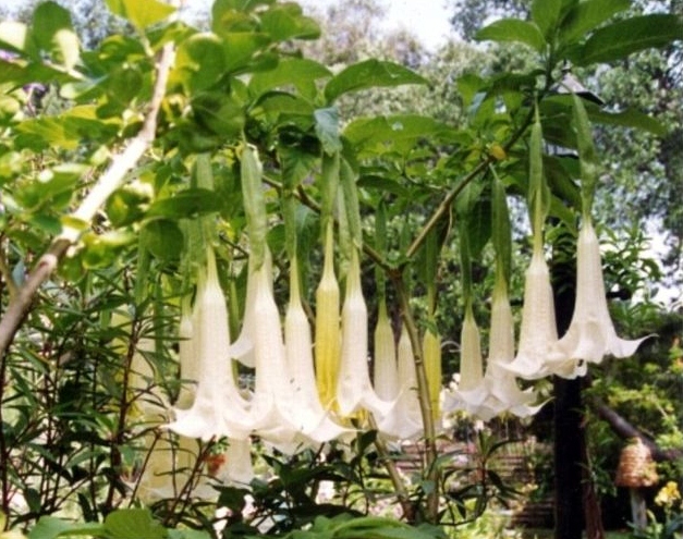 scopolamine scopolamine