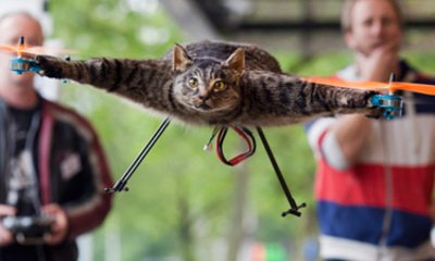 Helicopter Cat