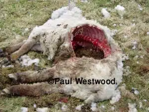 Lamb Killed By Big Cat Lamb Killed By Big Cat