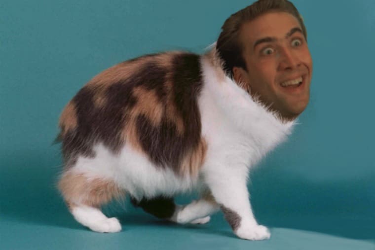Nicolas-Cage-Cats