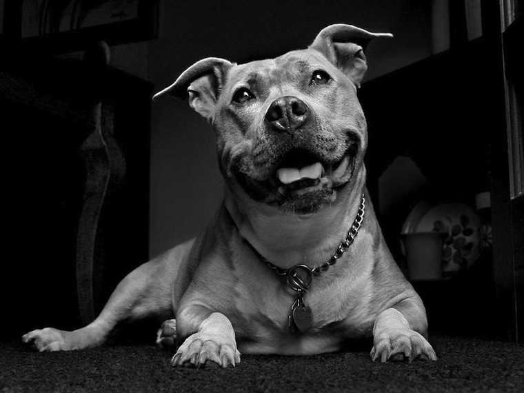 Pitbull