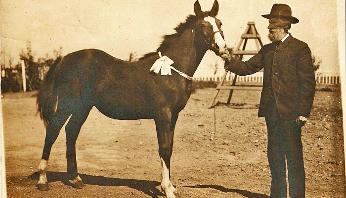 Antique photo of man and horse