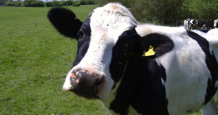 Cow