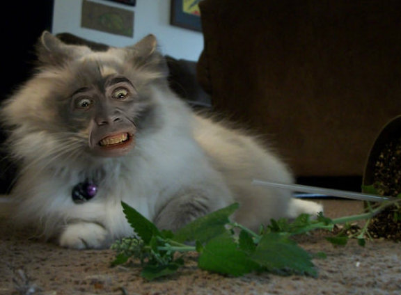 nic cage cat face 1