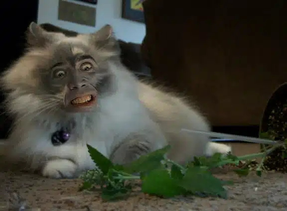 nic cage cat face 1 nic cage cat face 1