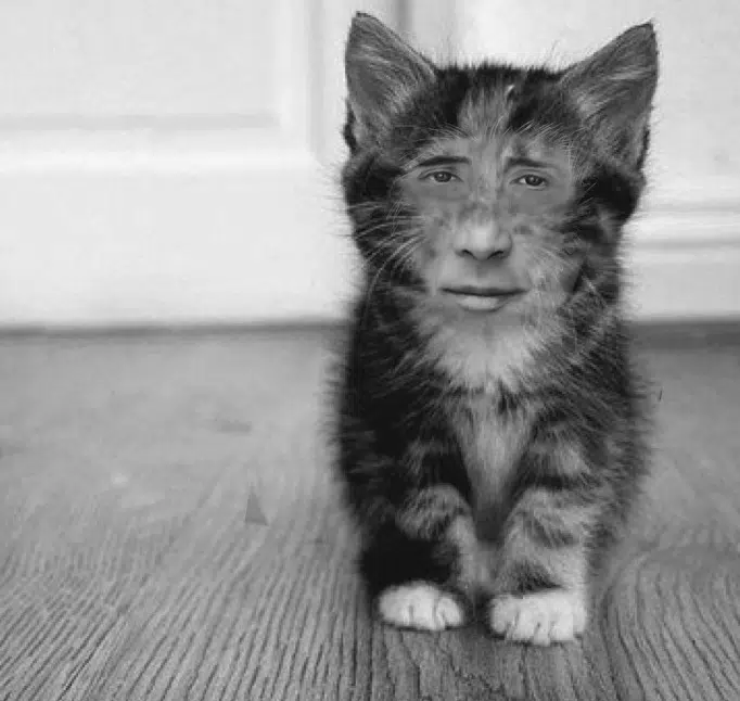 nic cage cat face 2 nic cage cat face 2