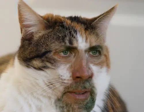 nic cage cat face 3 nic cage cat face 3