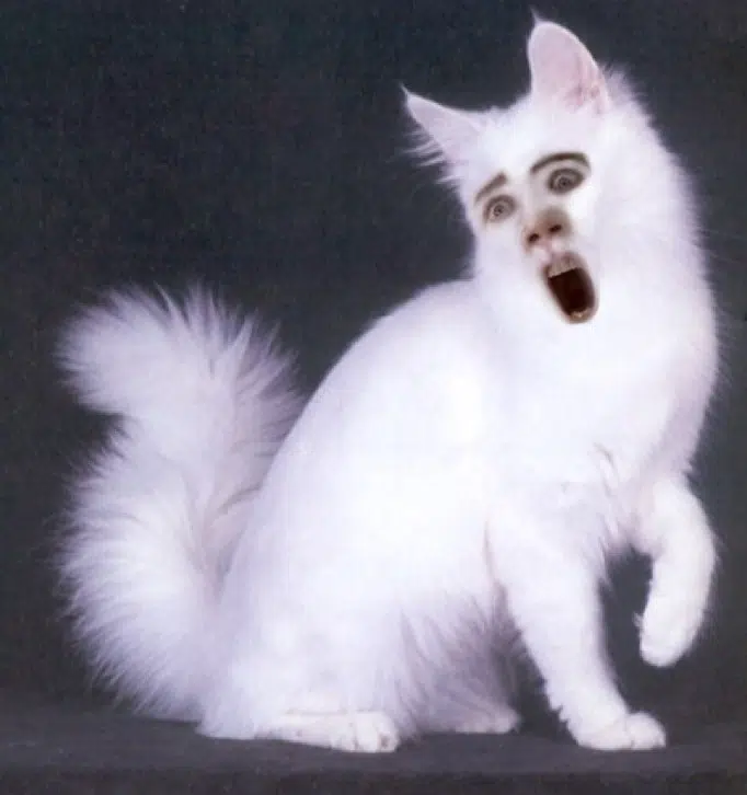 nic cage cat face 4 nic cage cat face 4