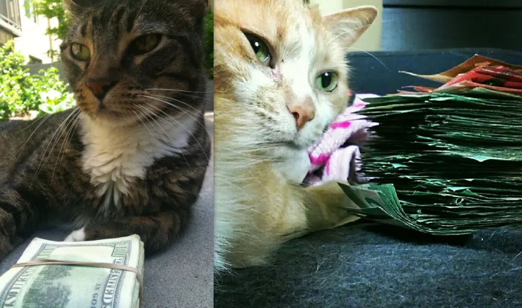 2-cats-with-money