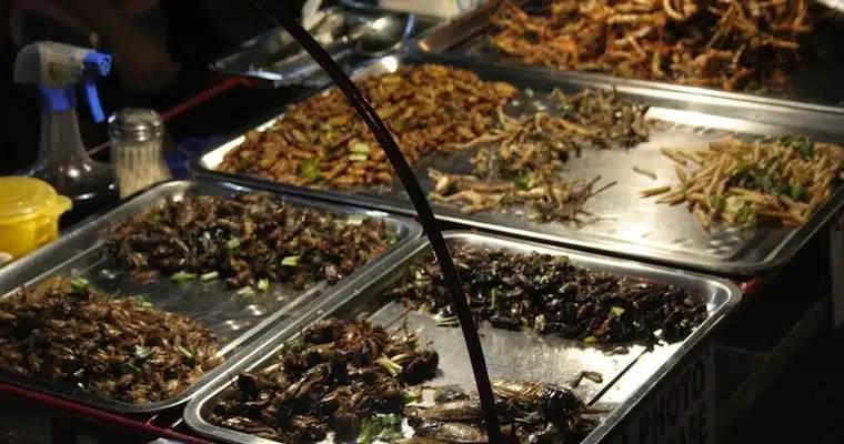 Locusts and insects on Khao San Road