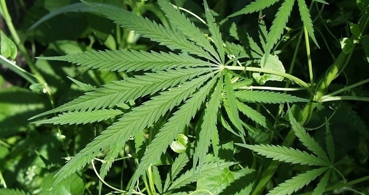 Marijuana