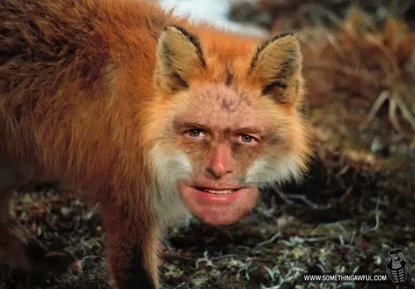 Michael-Fox-literal-fox